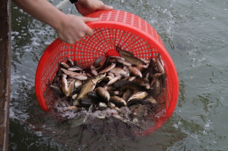 Hơn 10 tấn cá được phật tử chuyền tay phóng sinh ở Hà Nội