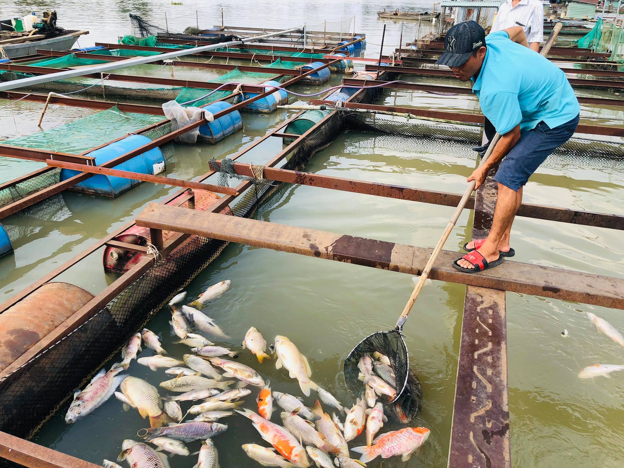 Xác định nguyên nhân khiến cá bè chết đồng loạt trên sông Đồng Nai