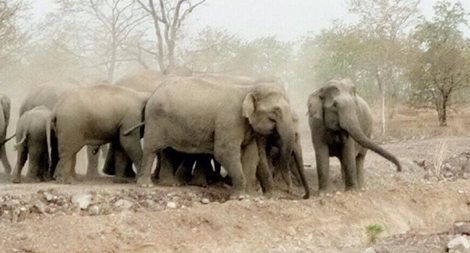 Xuất hiện đàn voi rừng hoang dã tại Gia Lai