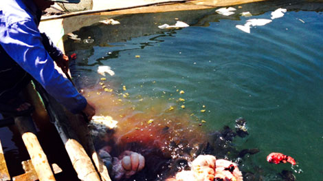 Nuôi cá lồng bè tự phát gây ô nhiễm sông Tam Kỳ