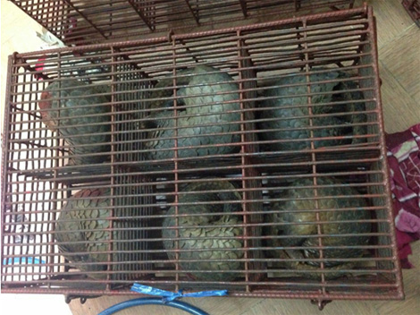 Đề nghị truy tố các đối tượng trong đường dây mua bán động vật hoang dã