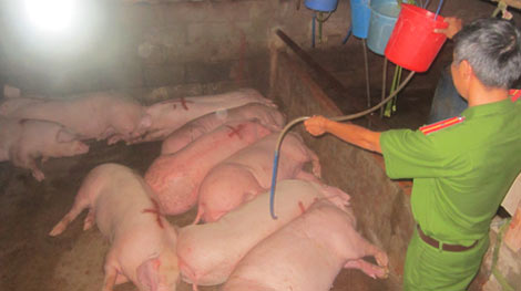 Bắt quả tang nhiều cơ sở bơm nước và giết mổ heo lậu