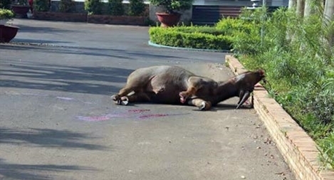 “Trâu điên” lại húc người nhập viện