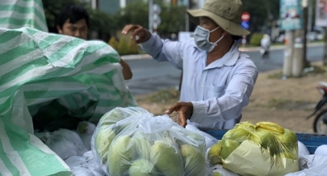 Đặc sản xoài cát Hòa Lộc rớt giá 