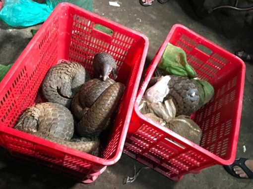 Triệt phá điểm mua bán động vật hoang dã quý hiếm số lượng lớn