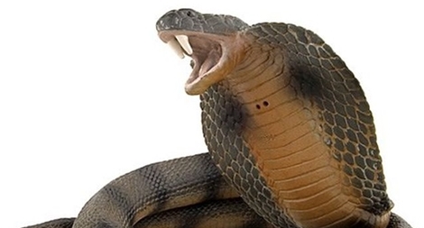 Điều tra 2 vụ mua bán, vận chuyển rắn hổ mang chúa 