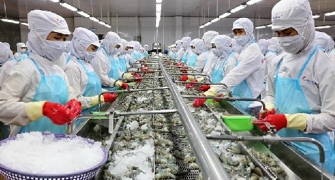 Hoa Kỳ không áp thuế chống bán phá giá với tôm xuất khẩu của Công ty Minh Phú