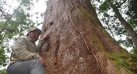 Quần thể thông hai lá dẹt quý hiếm có một không hai