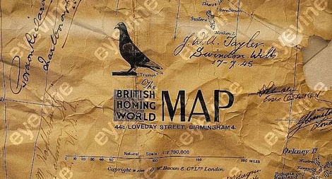 Đội quân bồ câu của quân đội Anh trong Chiến tranh thế giới lần 2