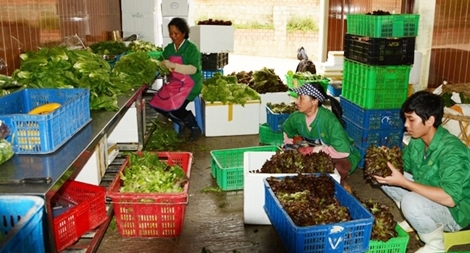 Giá rau giảm mạnh, nhiều nông dân thất thu