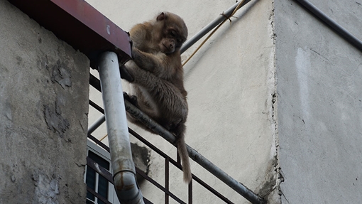 Khỉ hoang "đại náo" khu dân cư Hà Nội
