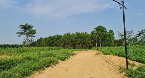 Cần làm rõ việc ồ ạt chuyển đổi đất trồng cây hàng năm để phân lô, bán nền