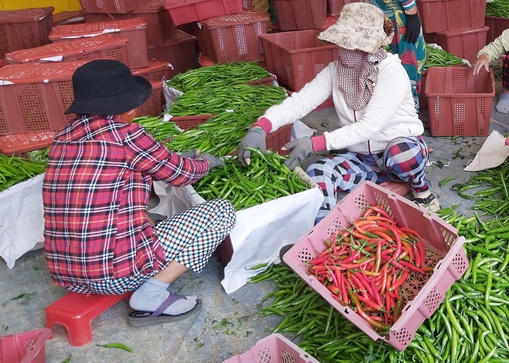 Nông dân Quảng Nam thấp thỏm vì vụ ớt rớt giá