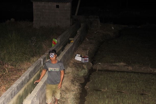 Ngăn chặn những cái chết thương tâm do dùng điện bẫy chuột