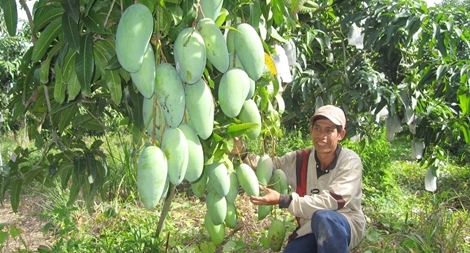 An Giang thành lập đường dây nóng và Tổ phản ứng nhanh hỗ trợ tiêu thụ nông sản