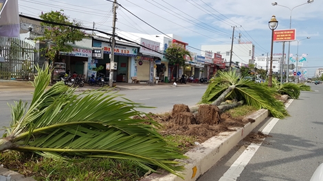 Có cần thiết phải bỏ hàng trăm cây cau cảnh giữa dải phân cách ở Sóc Trăng ?