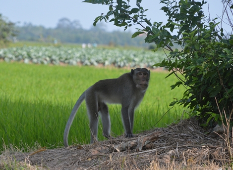 Bé trai 6 tuổi ở Sóc Trăng bị khỉ hoang cắn nhập viện 