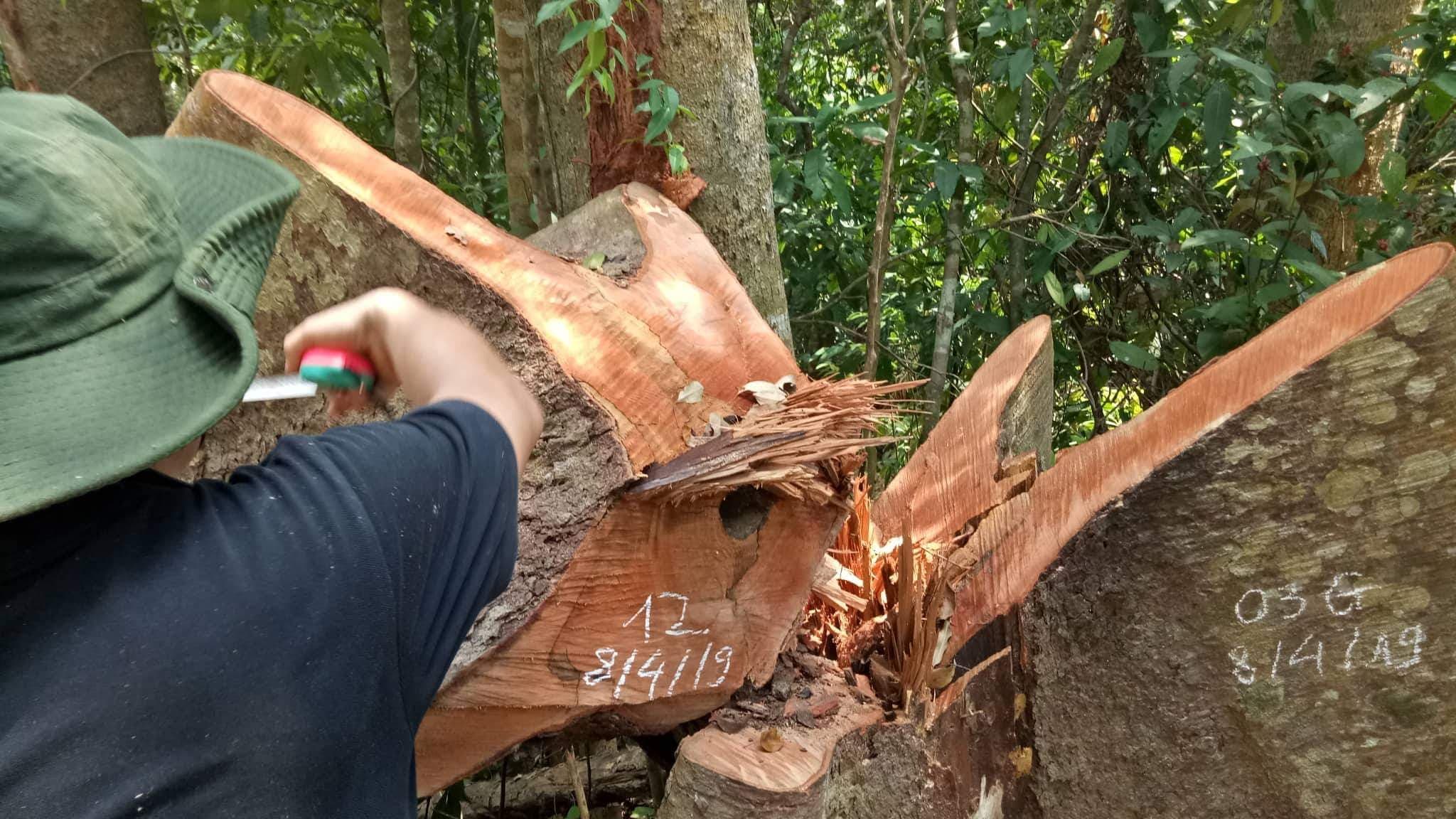 Phá rừng quy mô lớn tại địa bàn xã Cư Bông, huyện Ea Kar